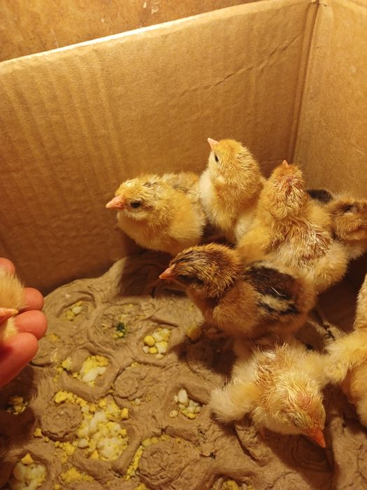 Продам цыплят брама