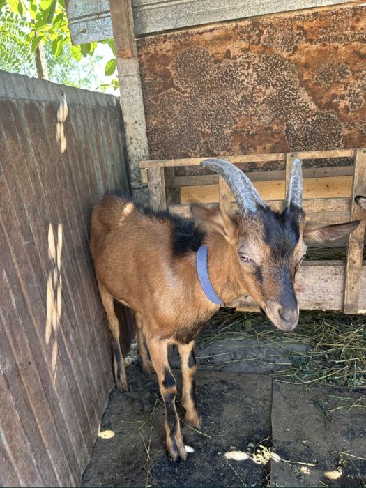 Vand tap Francez-Alpin original