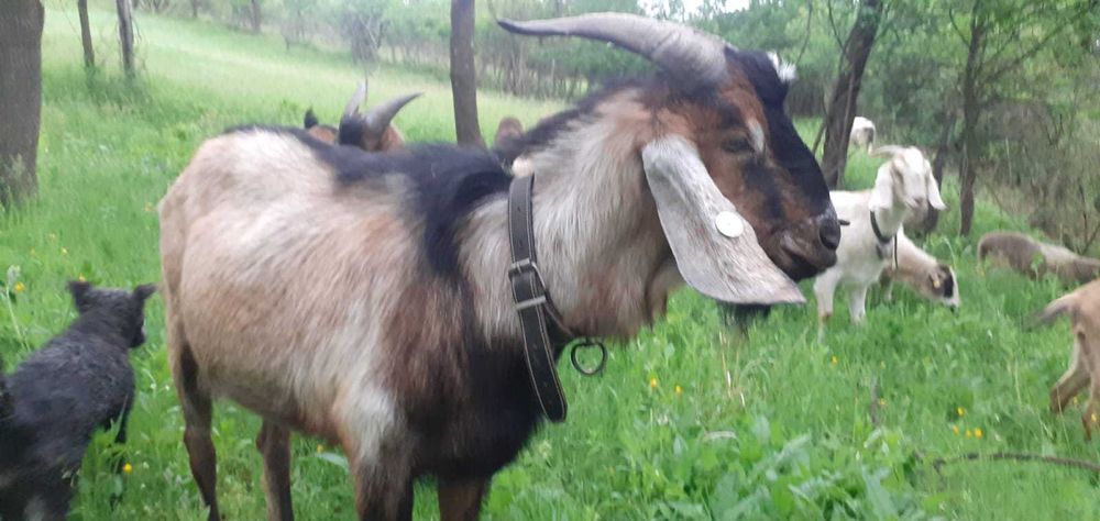 Vând tap anglonubian crotaliat