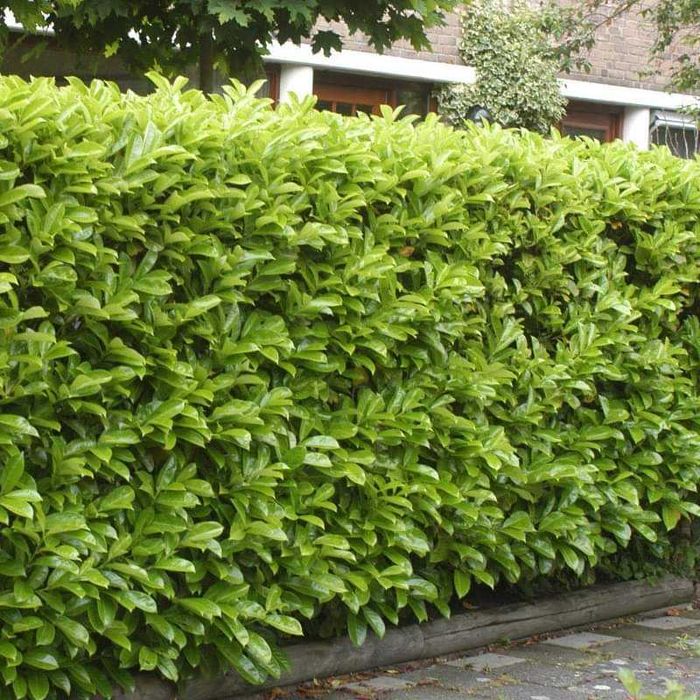 Лавровишна (Prunus laurocerasus)-30-40см