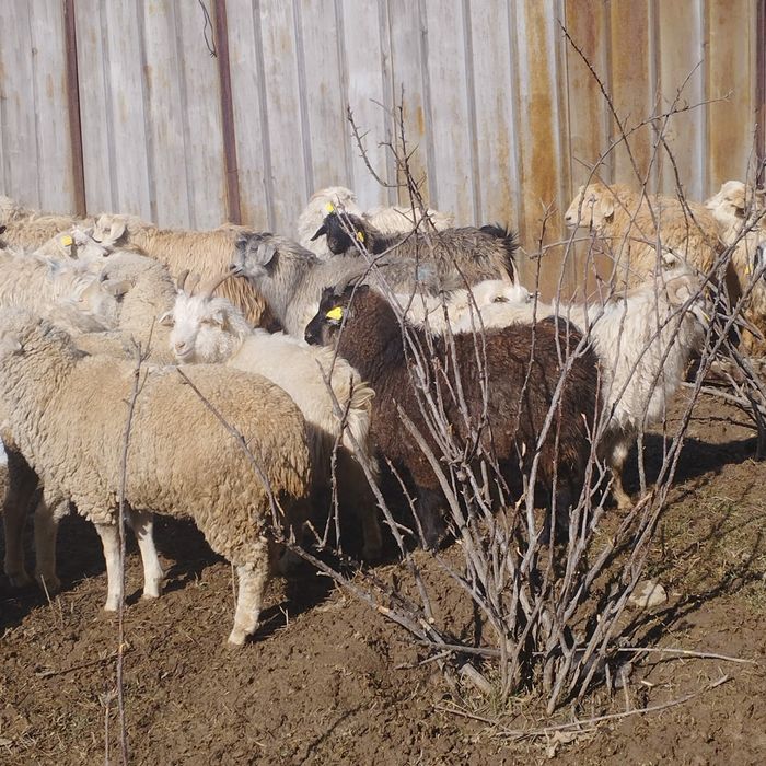 Бараны  козлы козы овцы ешки кой