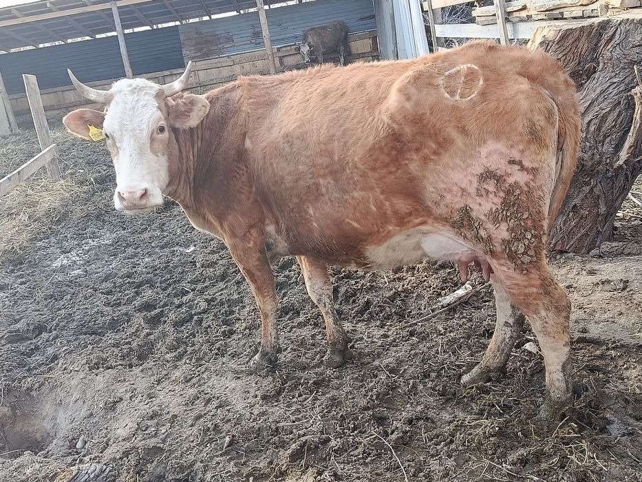 Корова с телёнком