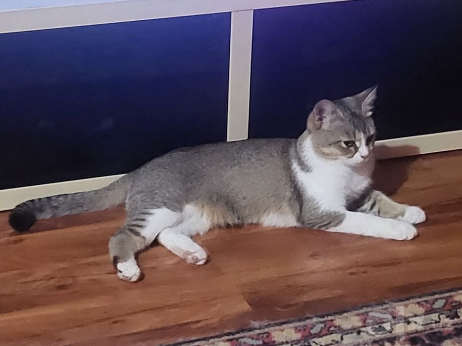 Кошка котёнок в ДОБРЫЕ РУКИ