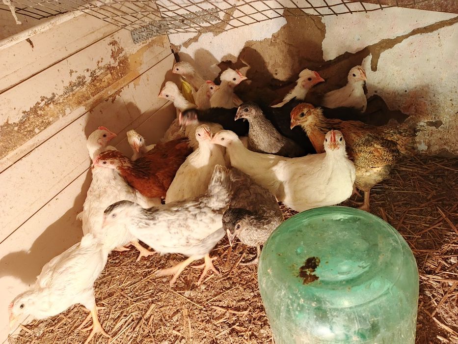 Продам подрощенных цыплят