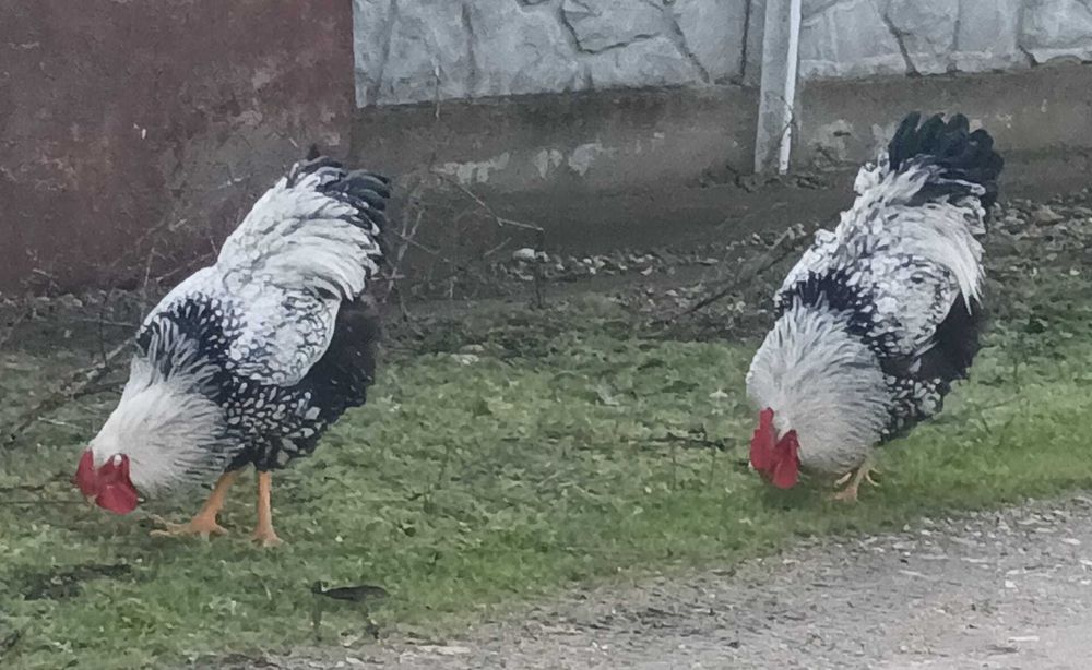 Cocoși Wyandotte și Gâște domestice Italia