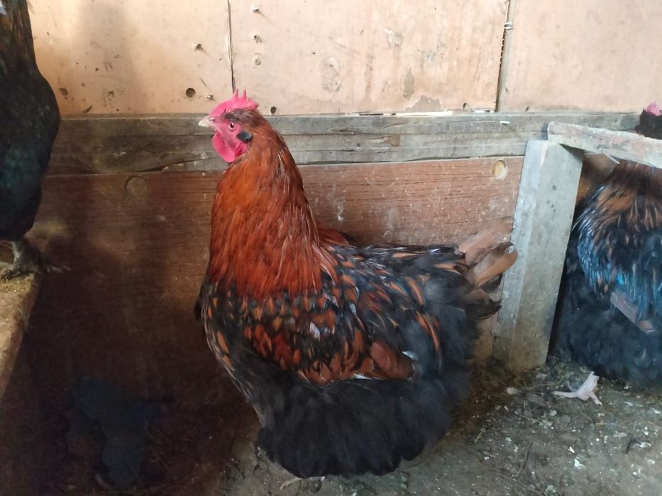 Продается Оркпинток петух
