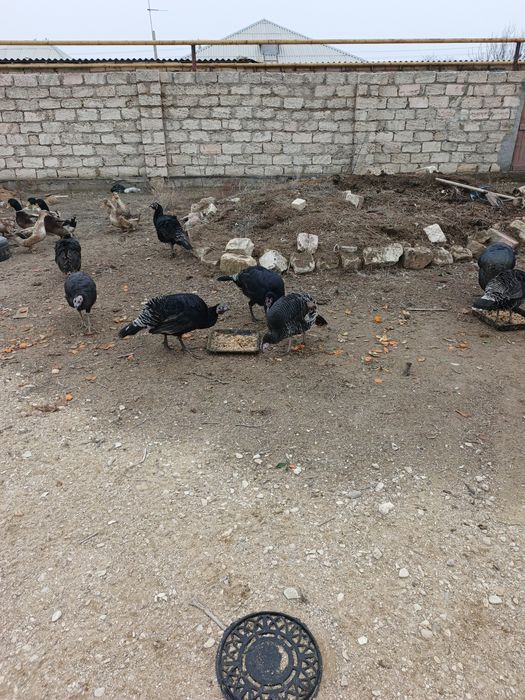 Индюктер сатылады