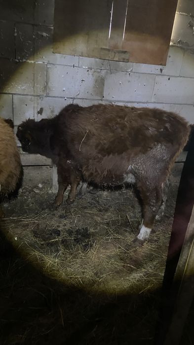 Продам телят оптом