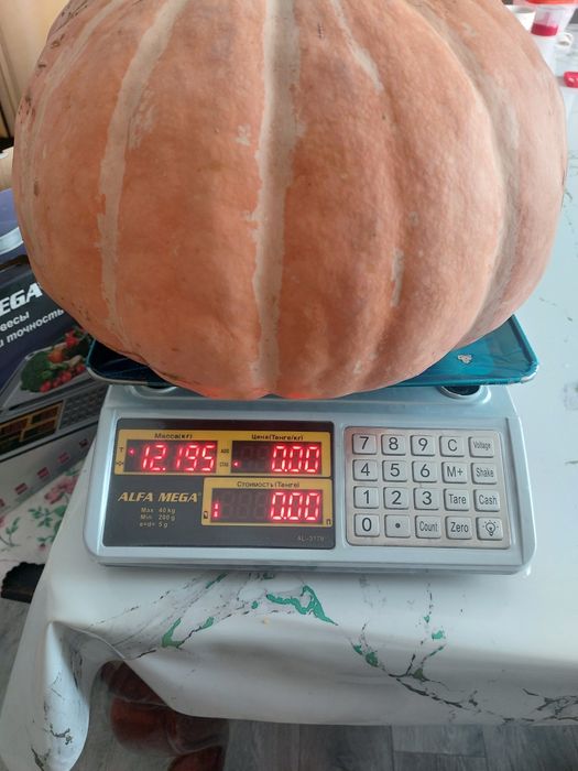 Тыква домашняя продам