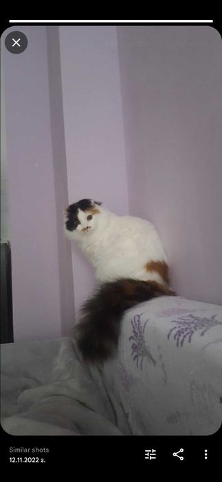Подарявам котка за гр.Варна