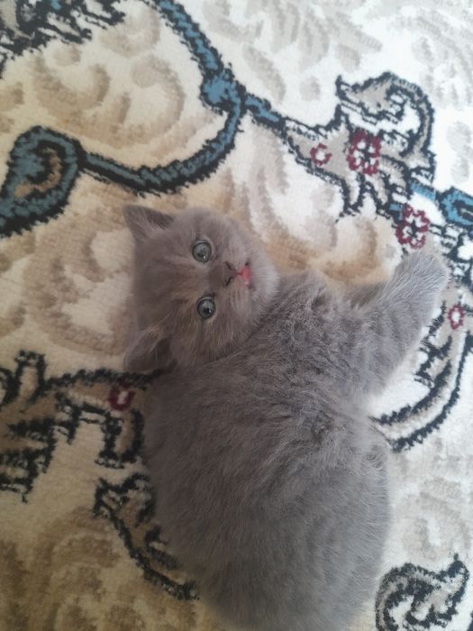 Скоттиш Страйт 1.5 месяцев