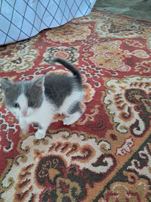 Котёнок отдам даром.