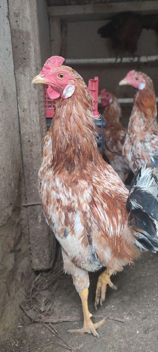 Хуроз сотилади домашние