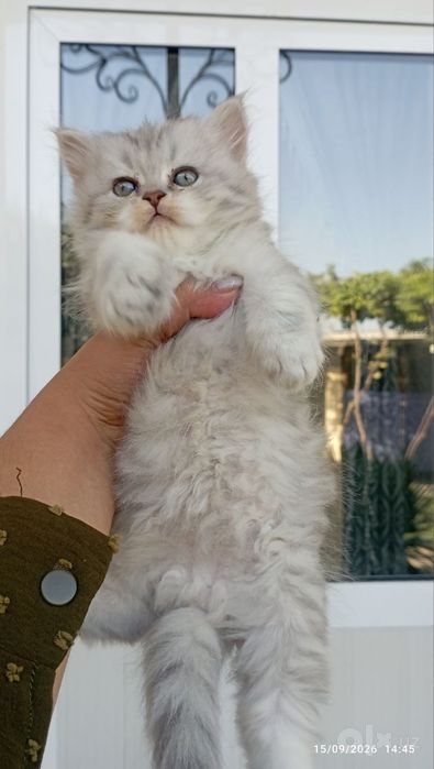 Skottish strayt mushukchalar sotiladi  1 yarim oylik
