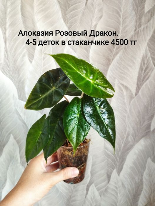 Монстера Тайское созвездие, БМФ, хойя, Алоказия