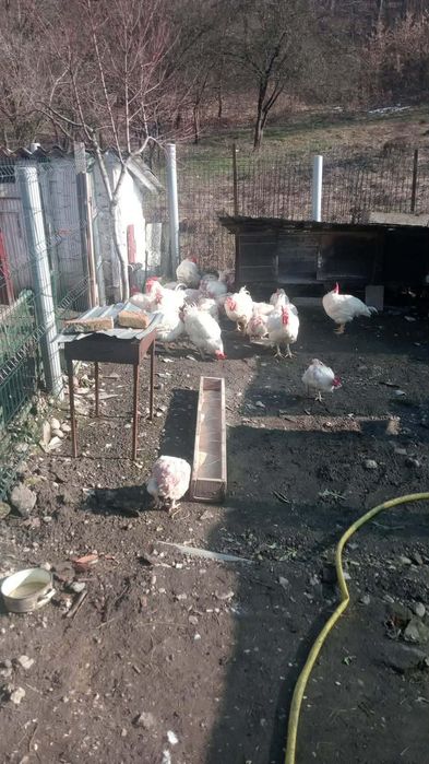 Vând gâște si gaini