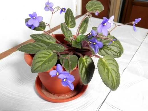 Violete de Parma mov, curgătoare, roz, albastră și albastru cu alb