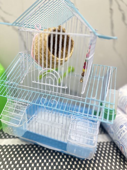 Папугай волнистый