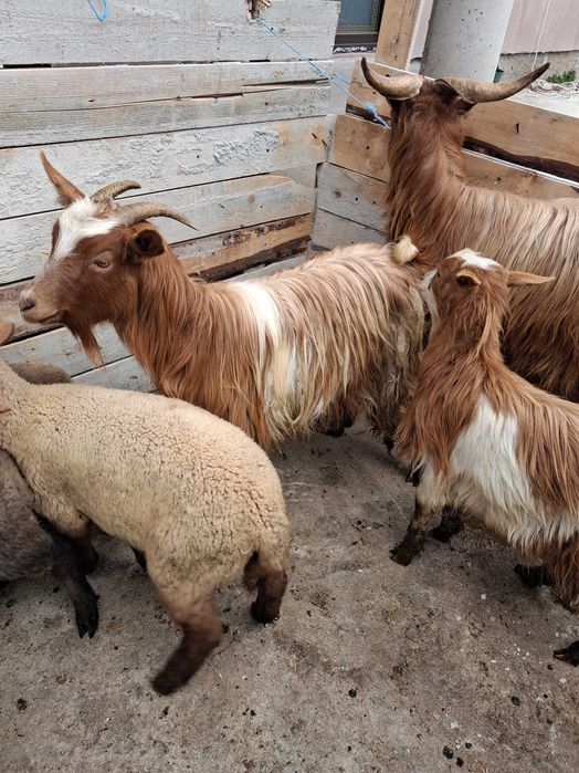 Vand oi fatate si carlani