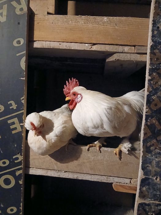 Gaini de tara, matase japoneza,paduane si pitici motati