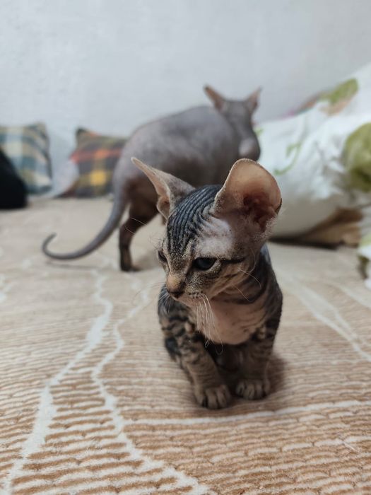 Котята сфинкс донские