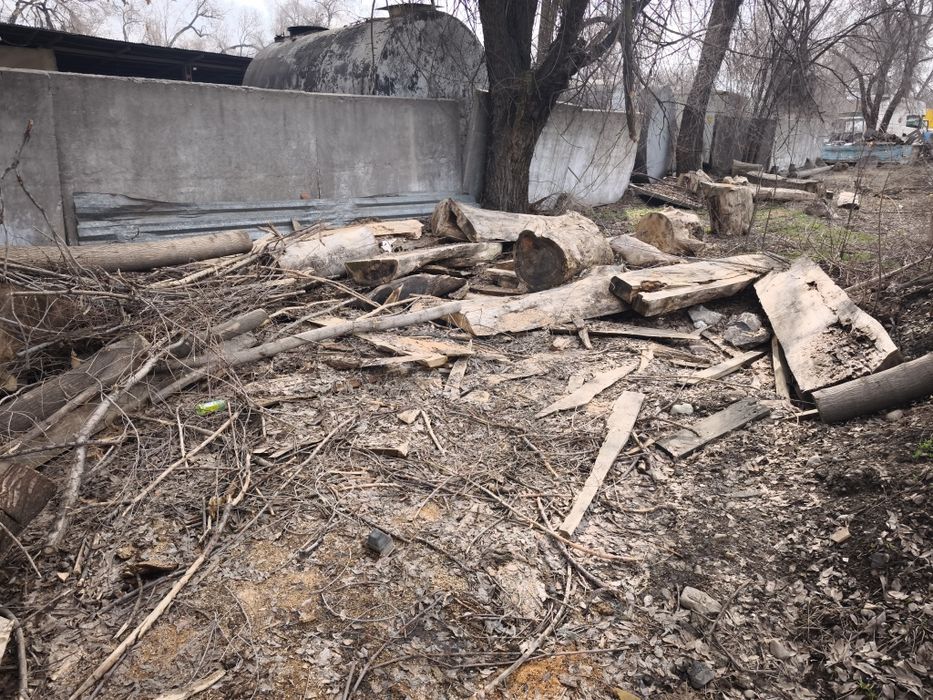 Дрова карагач бесплатно самовывоз пятилетка