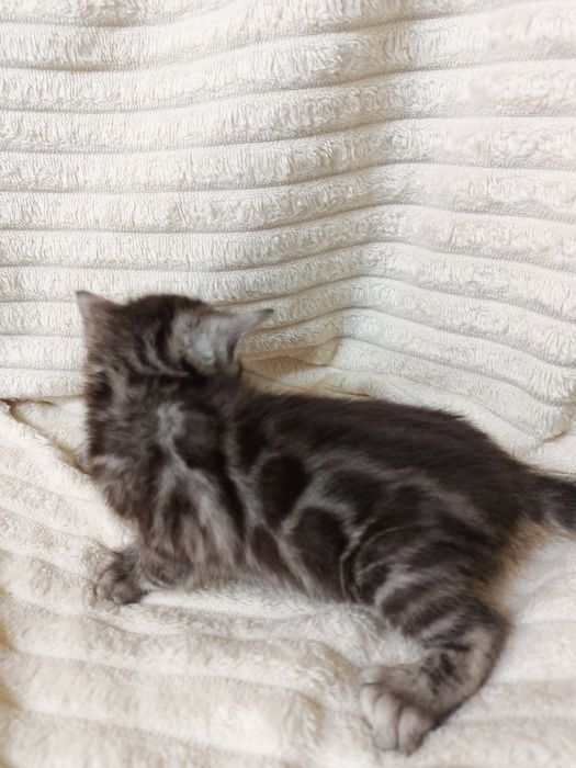 Продам бенгальских котят