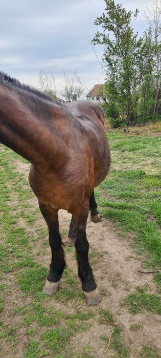 De vanzare iapa cu căruță