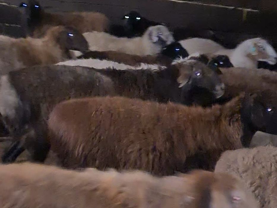 Продаю кошкаров 2шт  эдильбаи