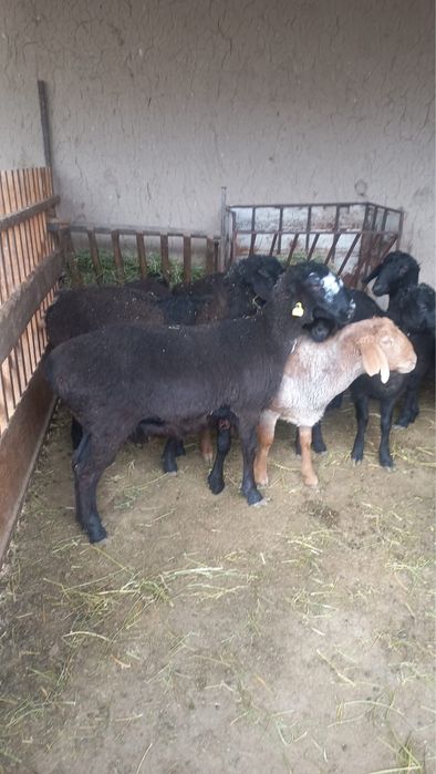 Семіз жас қойлар сатылады