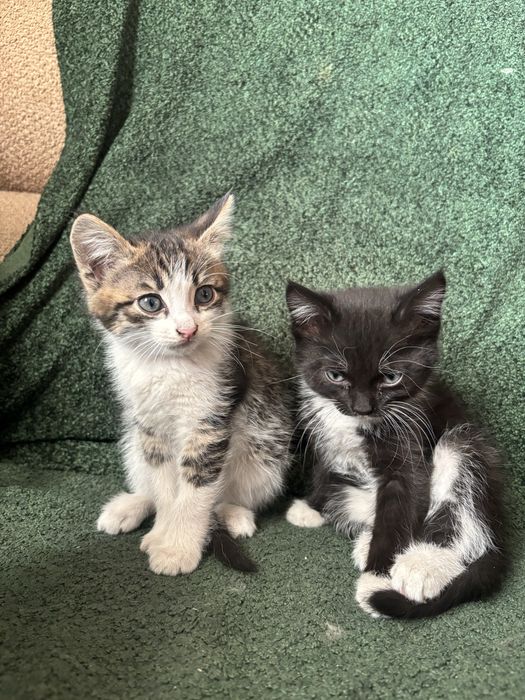Отдам котят в добрые руки