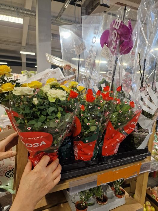 Продам миниатюрную куставую розу.
