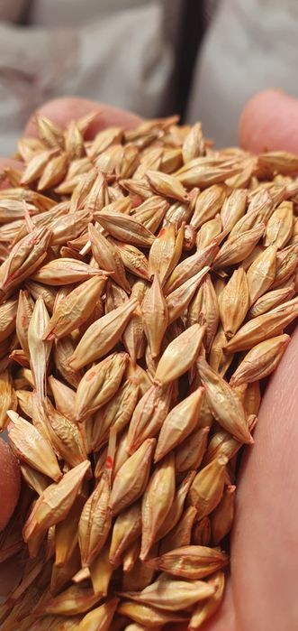 Vând sămânță de grau orz ovăz triticale toate de toamna