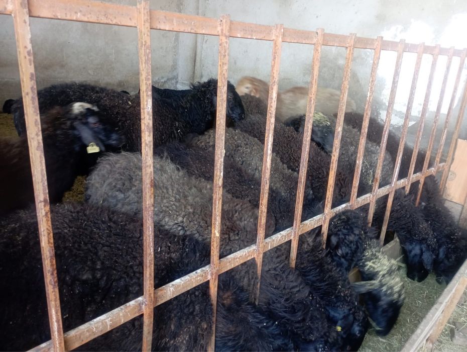 Қой сатылады қозысымен