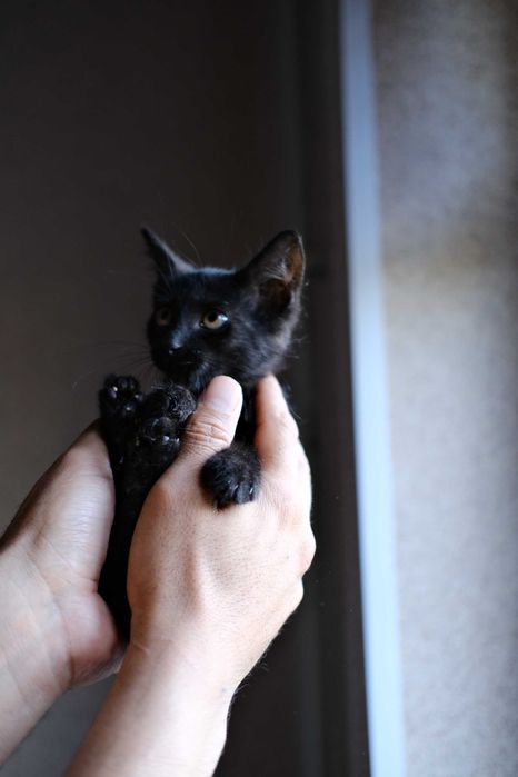 маленький котенок ищет дом
