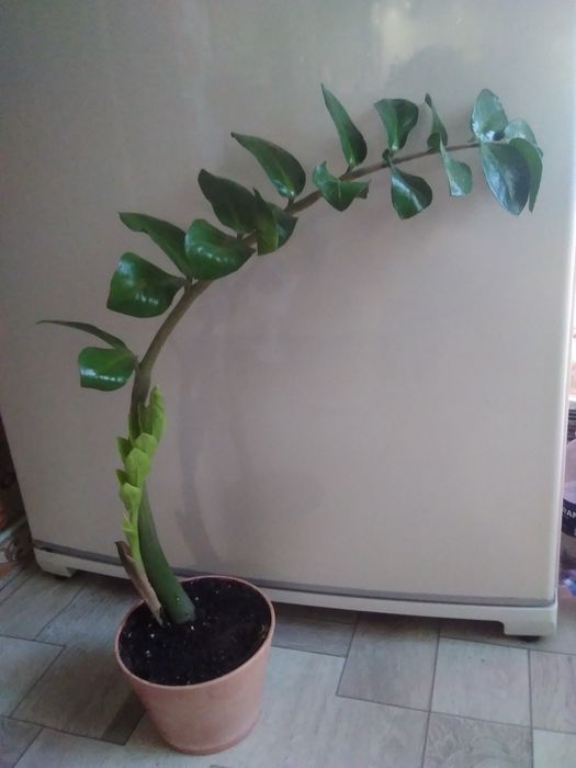 Заминокулькас (долларовое)