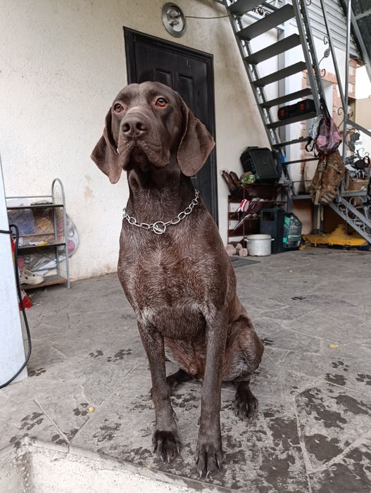 Жених курцхаара ищит невесту