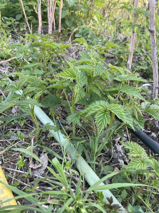 Vând puieți de zmeură face o singură data pe an