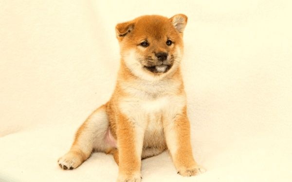 Профессиональный питомник