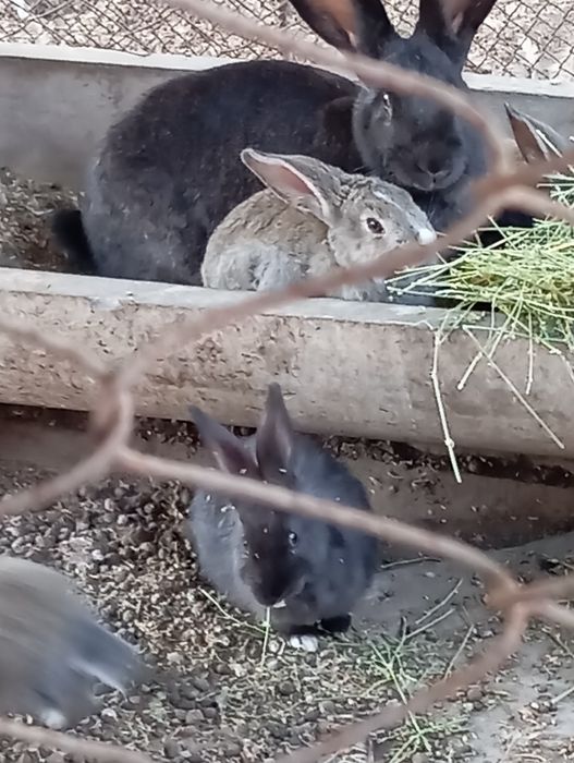 Крольчата продам возраст 65 дней активные бодрые