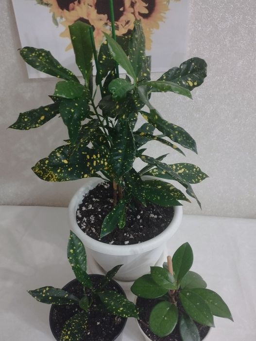 Кротоны пёстрые  ,район Евразии