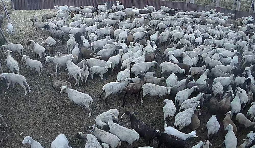 ГЕМПШИР, СУФФОЛЬК тұқымды саулықтар, овцематки породы гемшер,суффольк