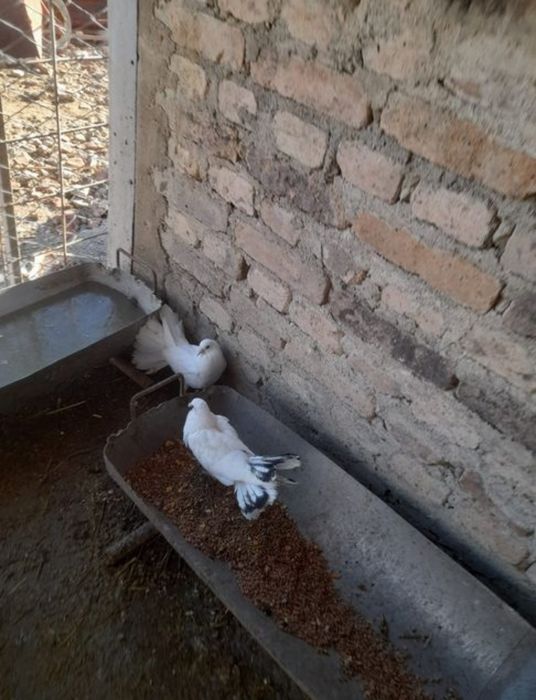 Porumbei curcanasi