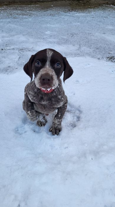 Brac german par scurt