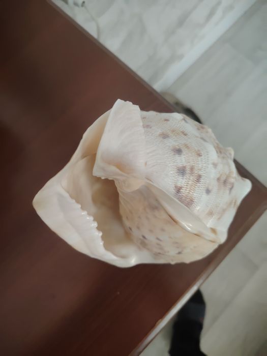 Продам ракушку морская