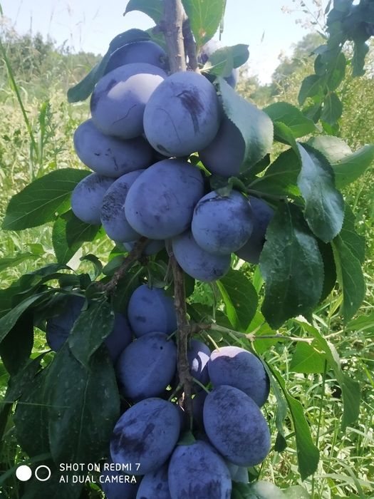 СЛИВА КОРОЛИ ОЛХУРИ Кучатлари бор сортига кафолат берамиз