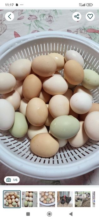 Oua pentru  consum proaspete.