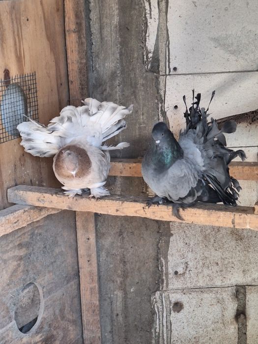 Indieni Voltati indieni