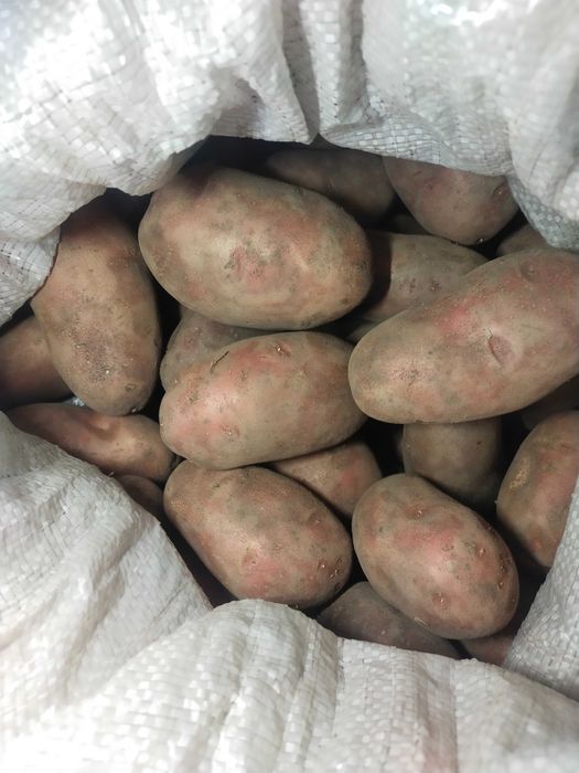 Продам картофель домашний