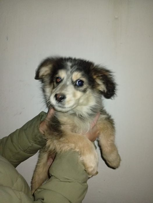 Добрый руки щенки